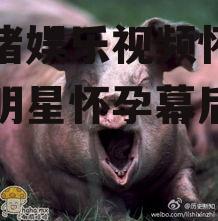 吃瓜猪娱乐视频怀孕,揭秘明星怀孕幕后故事