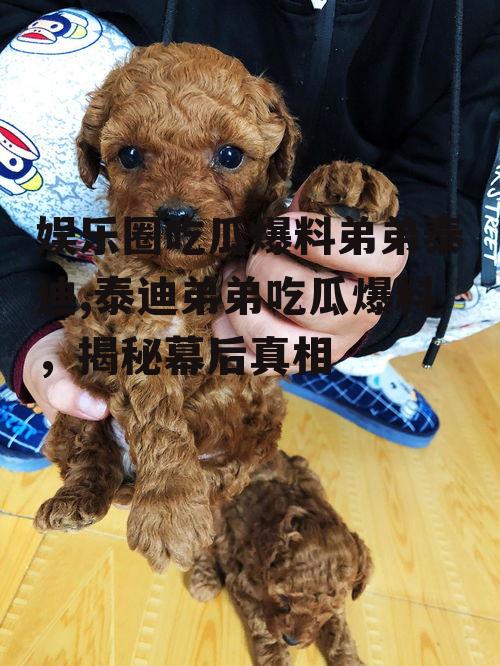 娱乐圈吃瓜爆料弟弟泰迪,泰迪弟弟吃瓜爆料，揭秘幕后真相