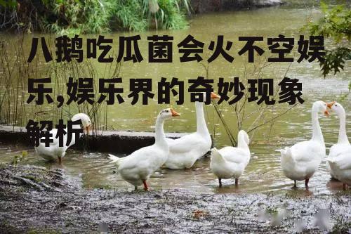 八鹅吃瓜菌会火不空娱乐,娱乐界的奇妙现象解析